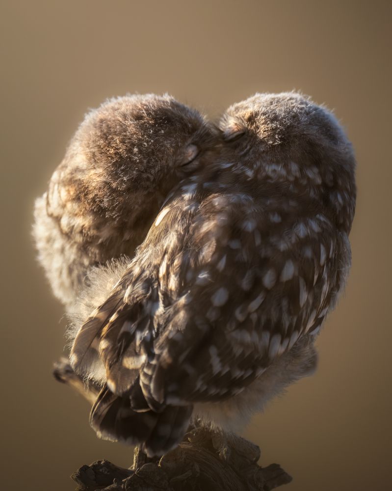 Owl´s heart