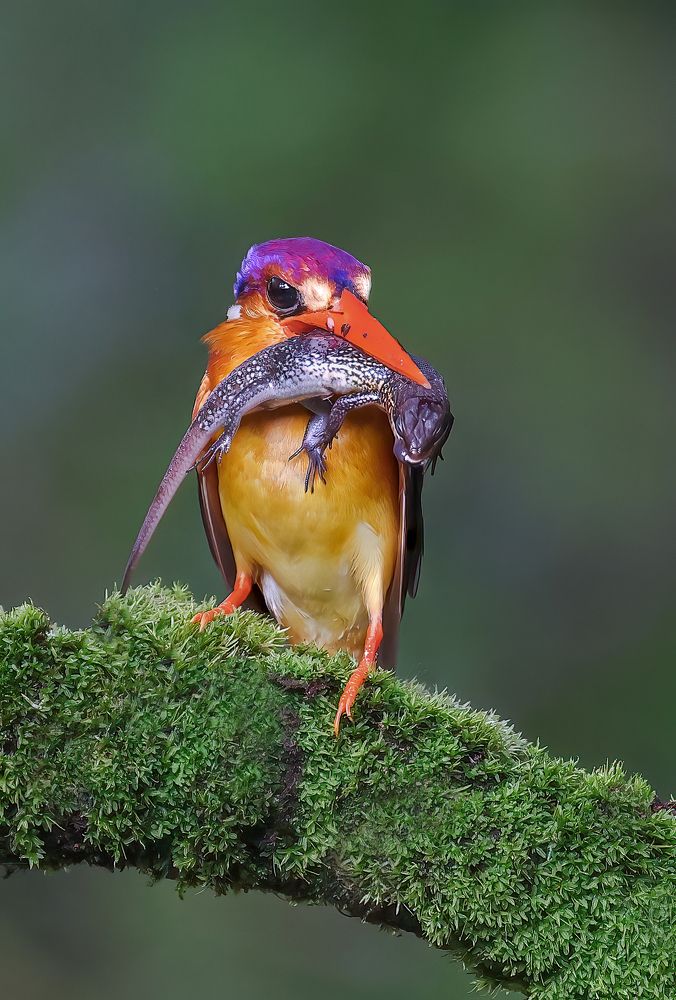 Photograph by Arindam Saha