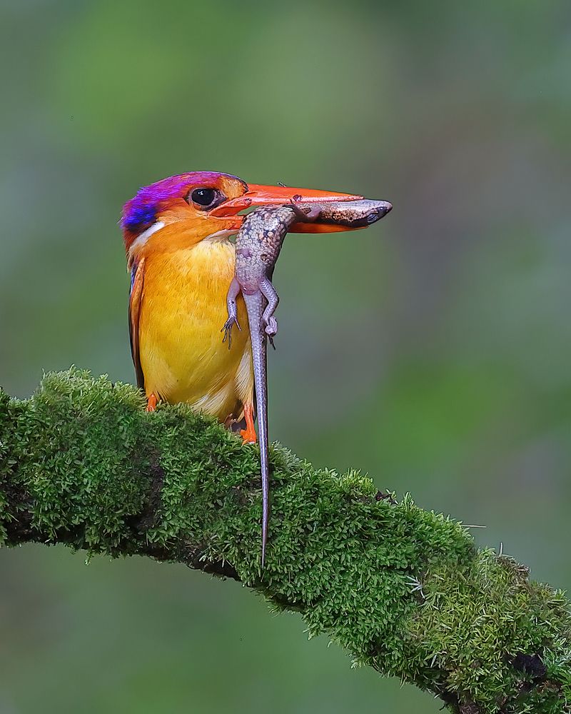 Photograph by Arindam Saha