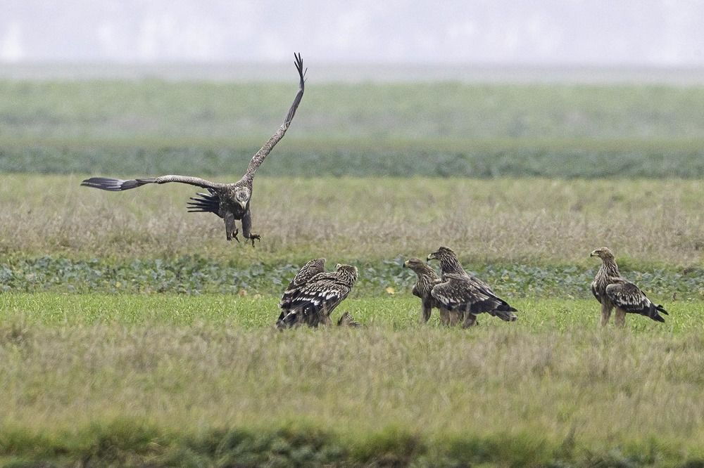 Eastern imperial eagle