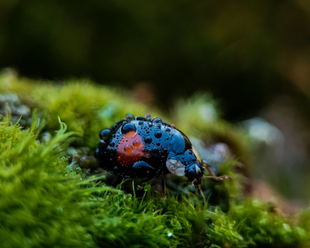 Photograph by Наталья Балабанова