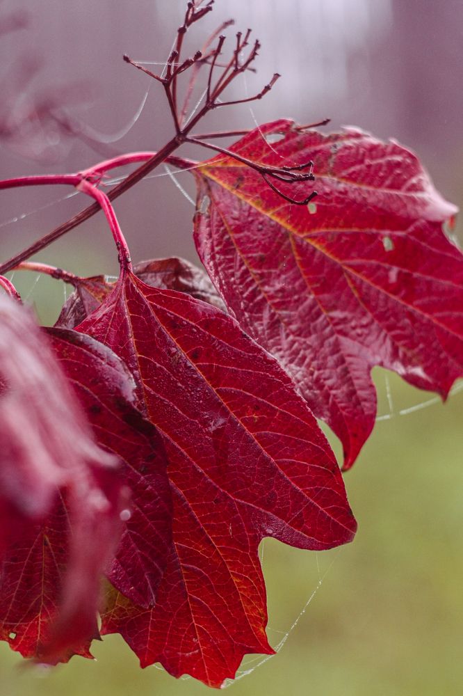 Photograph by Надежда Сидорова