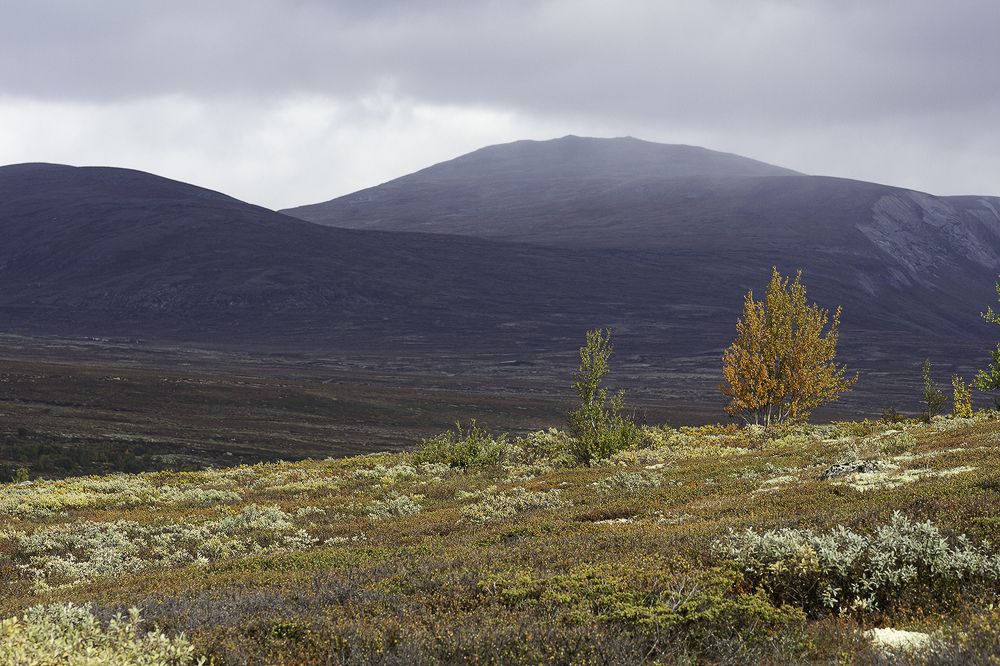 Dovrefjell autumn time