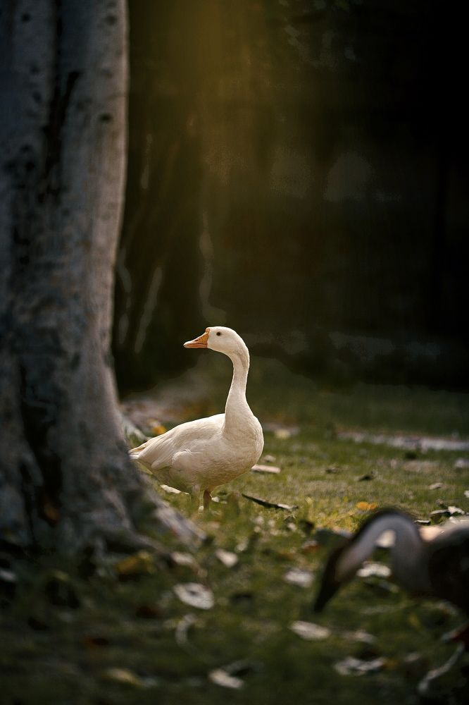 Photograph by Tiham Ulhaq