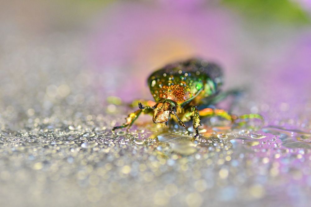 Фотография автора лилия беланова