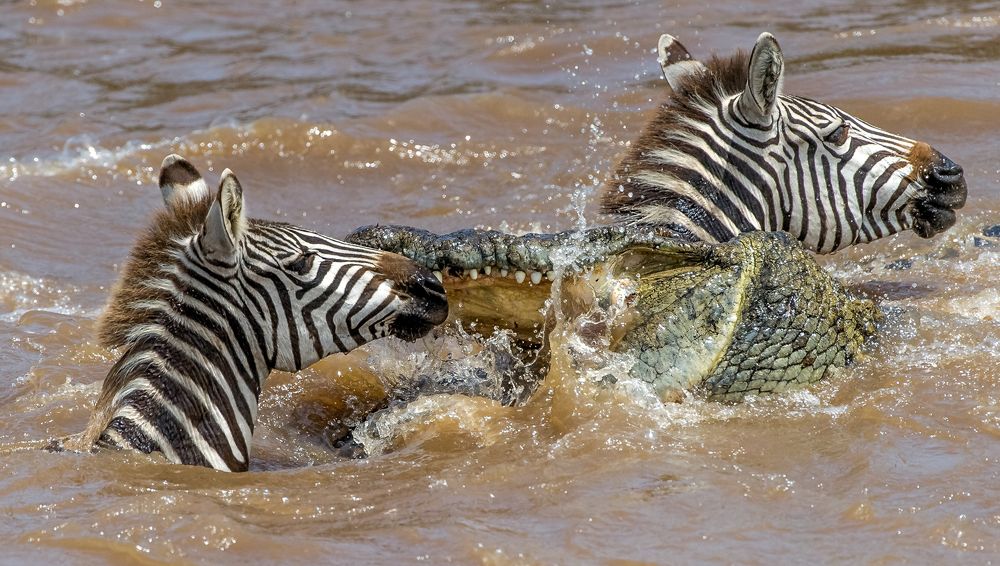 Photograph by Tania Cholwich