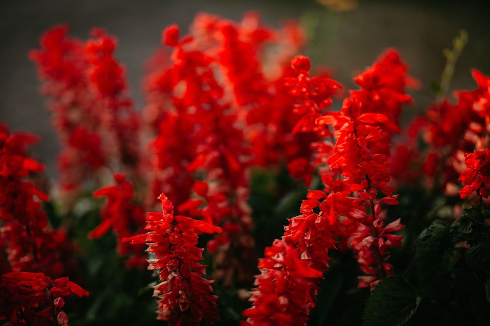 Photograph by Александра