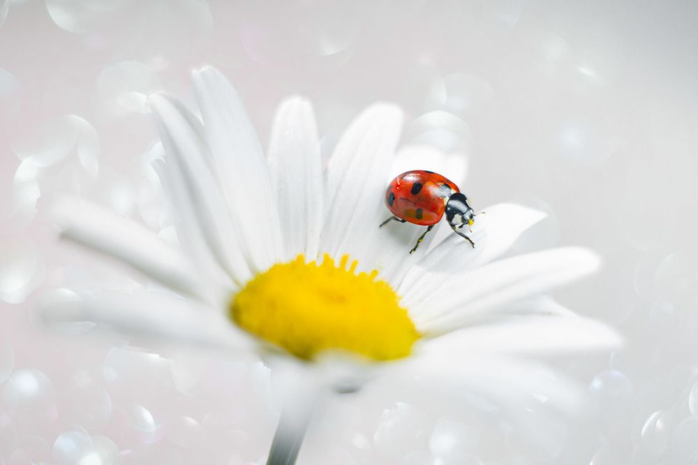 Photograph by Анна Бобкова