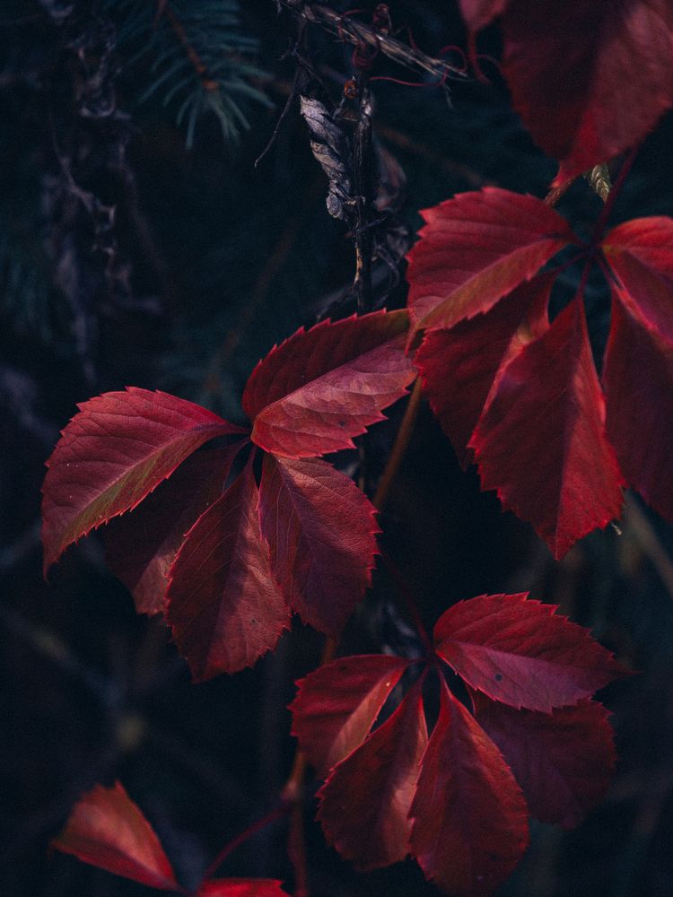 Photograph by Olga Zharkova