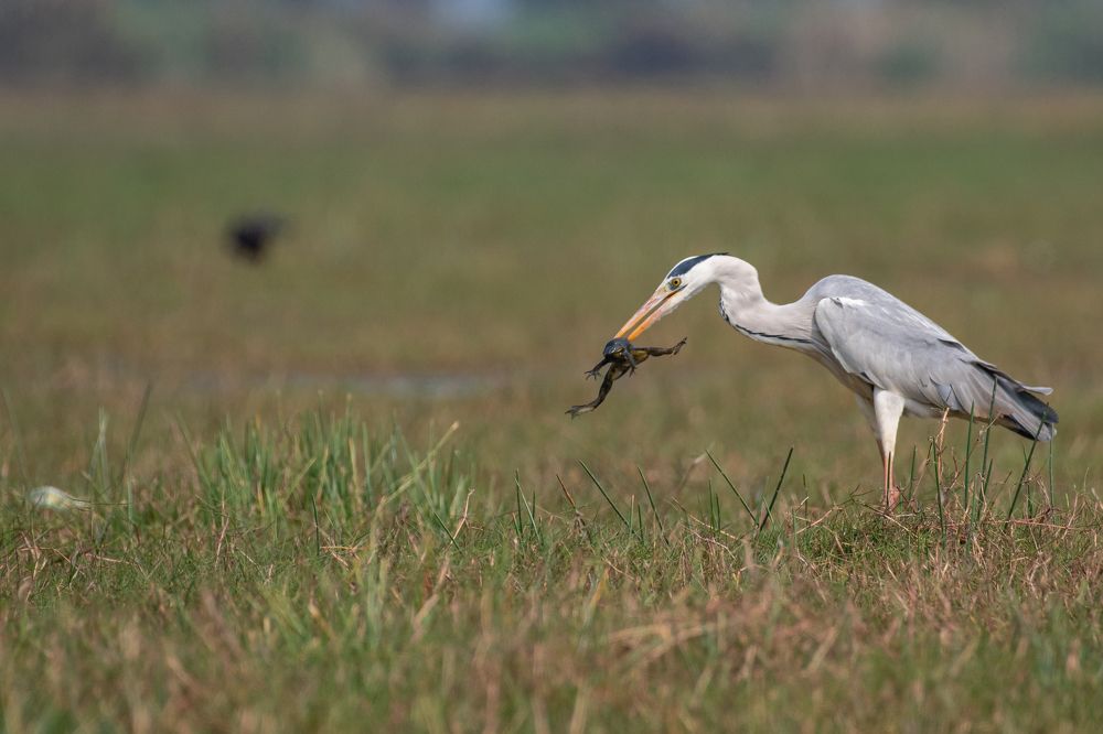 Photograph by NAVIN AGARWAL