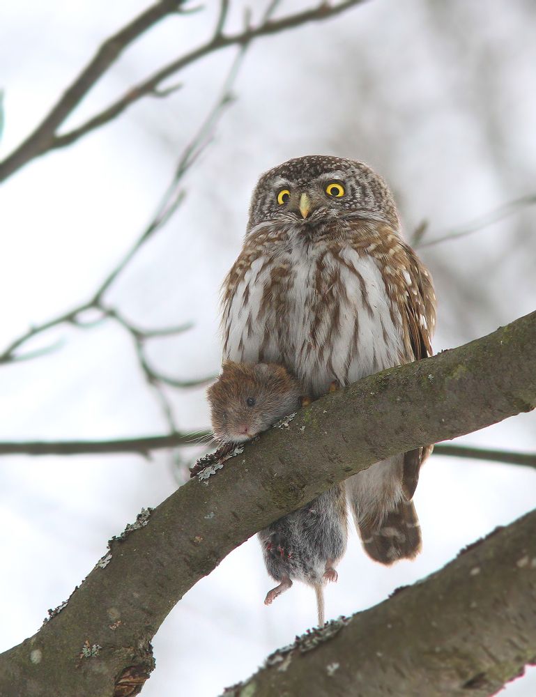 Фотография автора Михаил Крюков