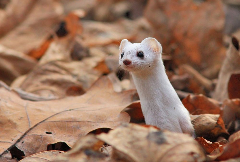 Photograph by Михаил Крюков