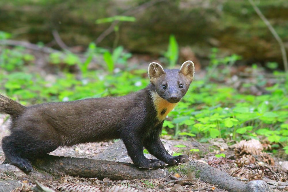 Фотография автора Михаил Крюков