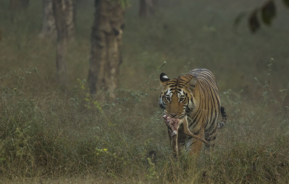 Depended predator...