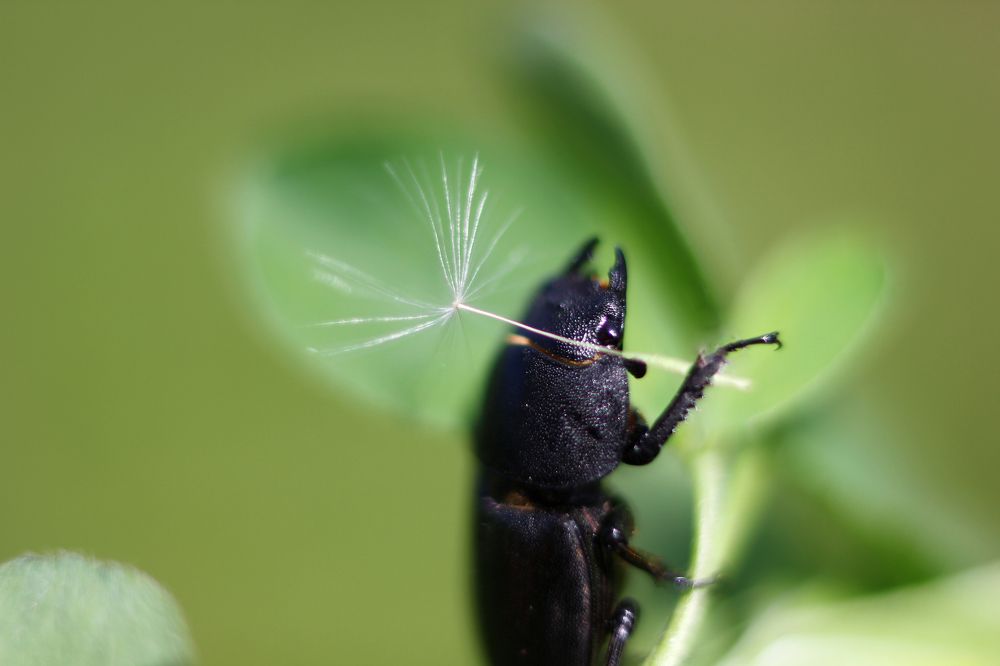 Photograph by ALBERT