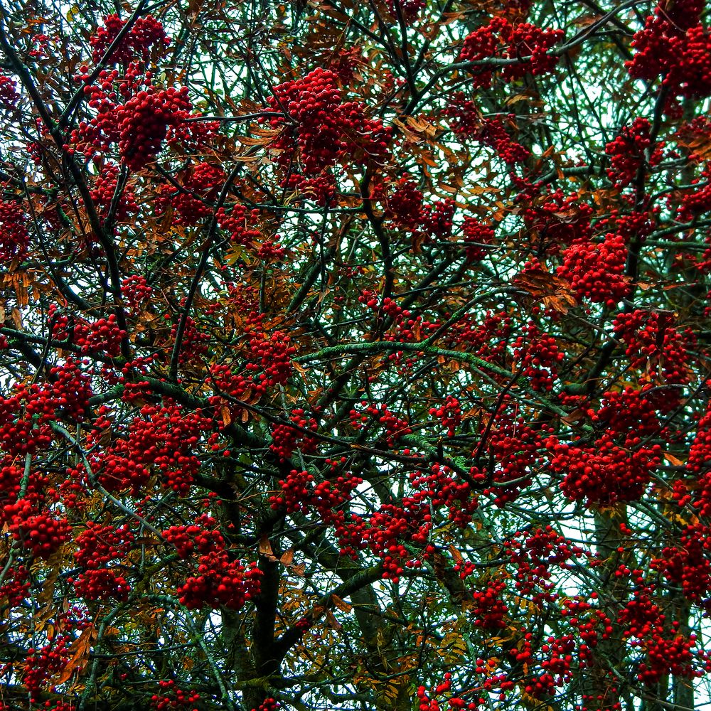 Рябина в октябре