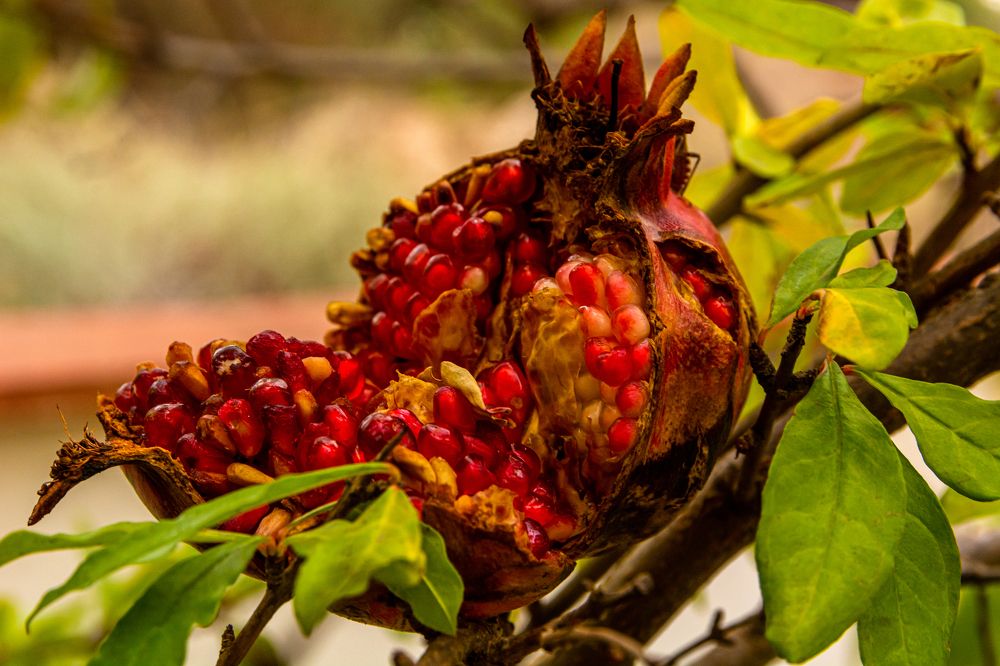 Взорванный гранат
