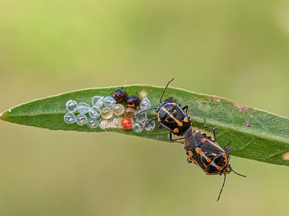 Photograph by md Jabbar