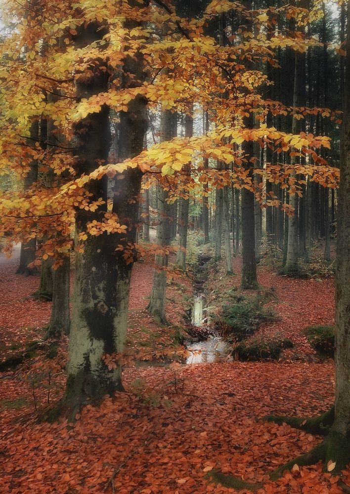 Буковая роща