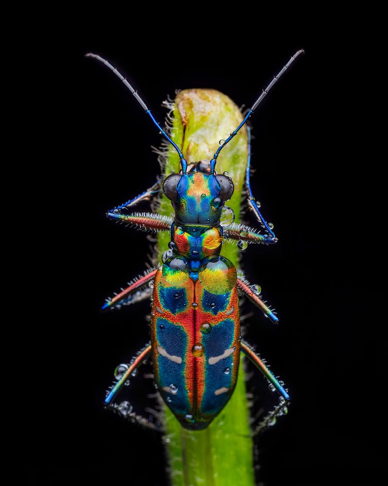 Photograph by ashok manjanath