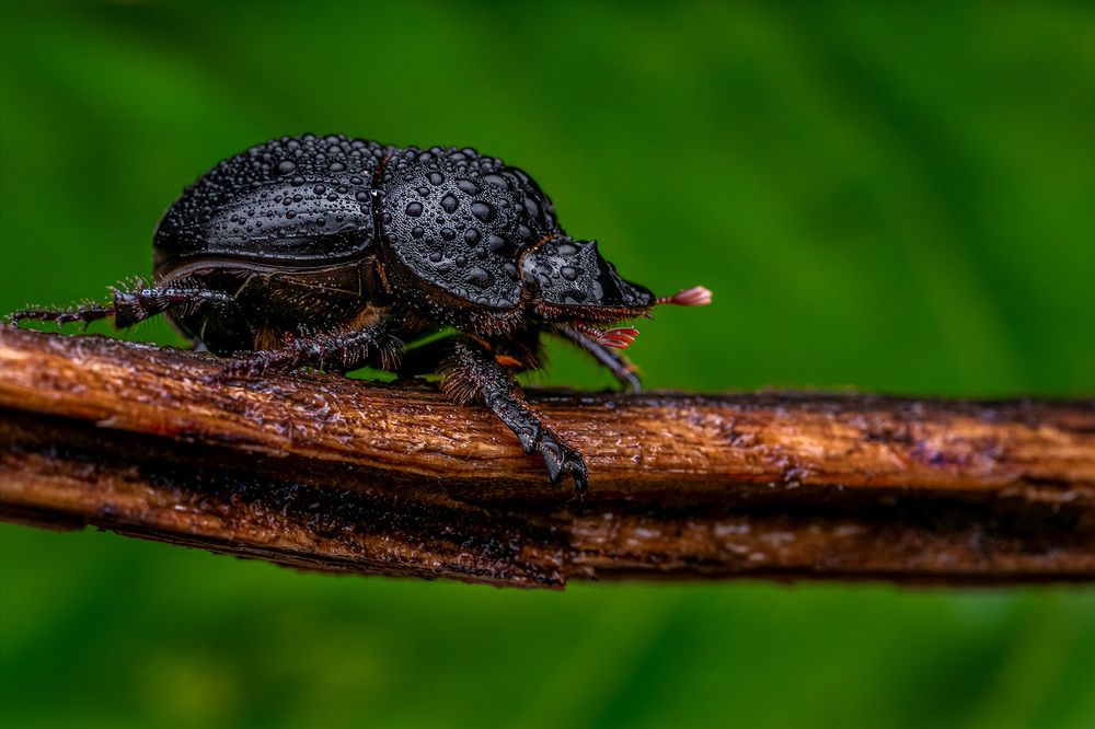 Photograph by ashok manjanath