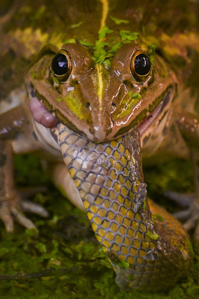 Photograph by Sheikh Nafis