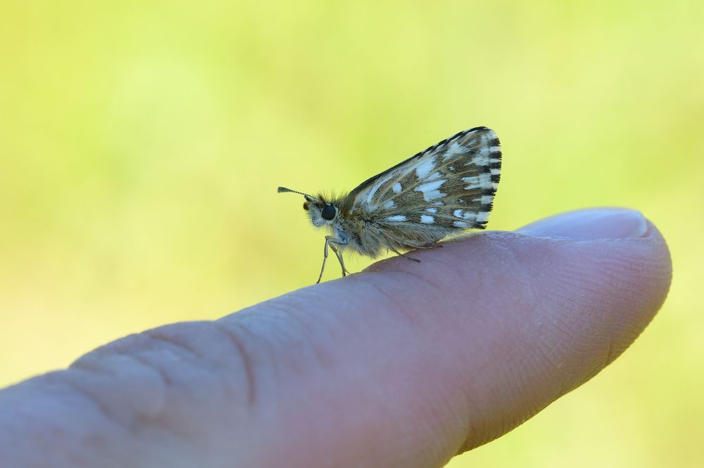 Палубная авиация