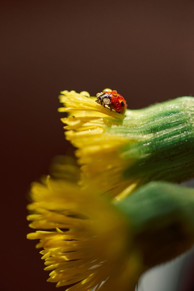 Photograph by Анна Бобкова