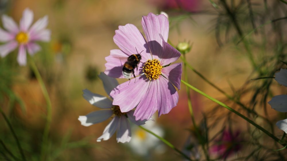 Photograph by Михаил Трусов