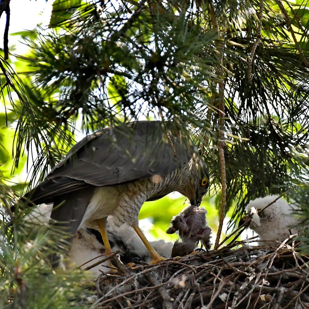 Photograph by Александр Катунцев
