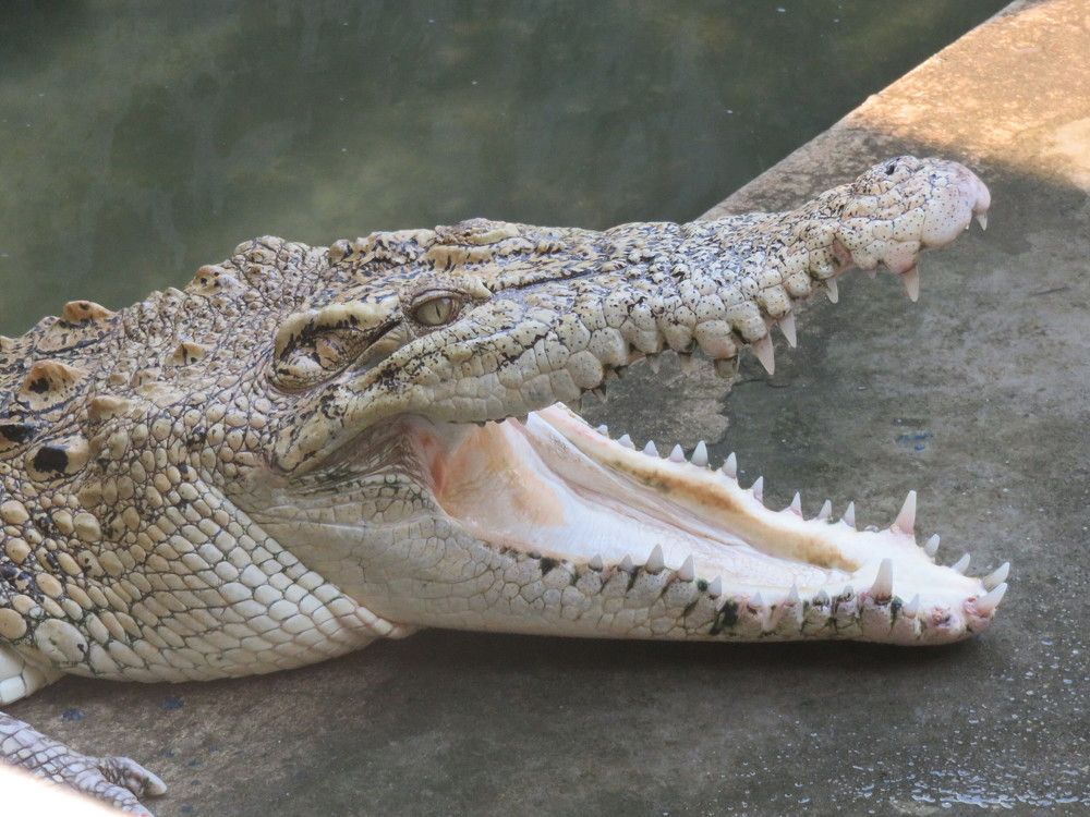 Hungry crocodile