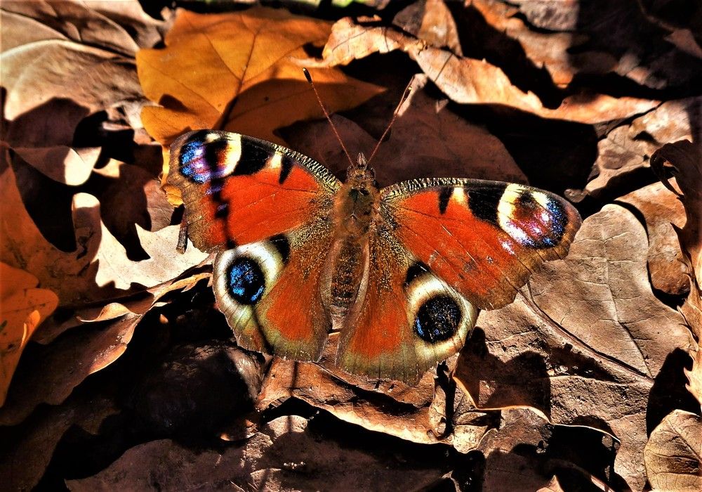 Photograph by Владимир Джерихов