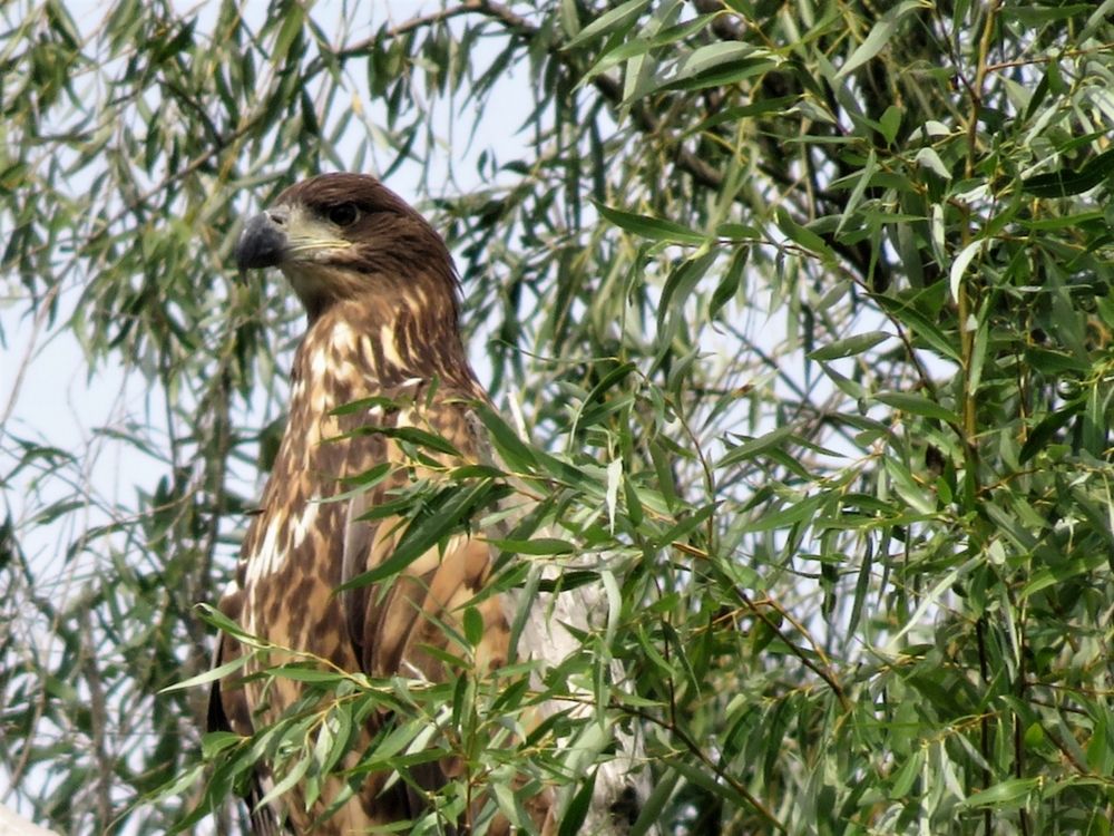 White eagle on a tree