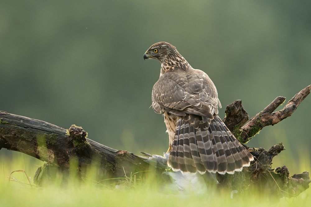 Photograph by Marek Wysocki