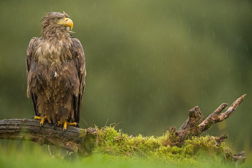 Photograph by Marek Wysocki