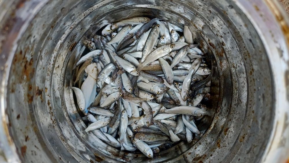 Photograph by Antunes Pina