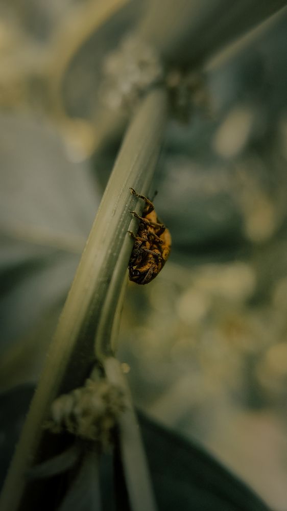 Photograph by Nivedh A.M