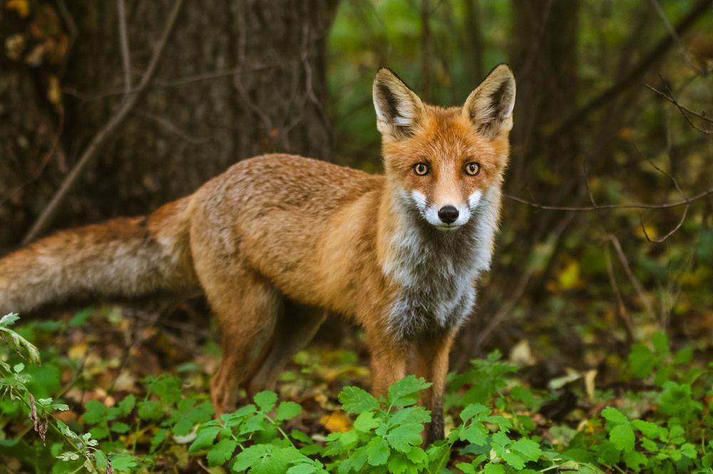 Photograph by Сергей Фадин