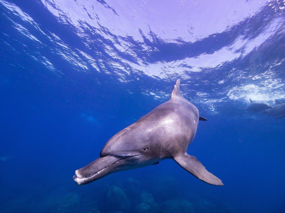 Photograph by Junya Higashi