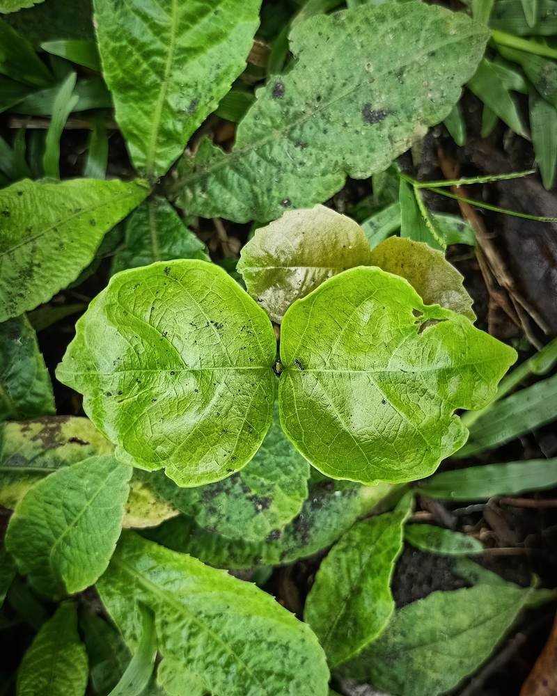 Photograph by Antunes Pina