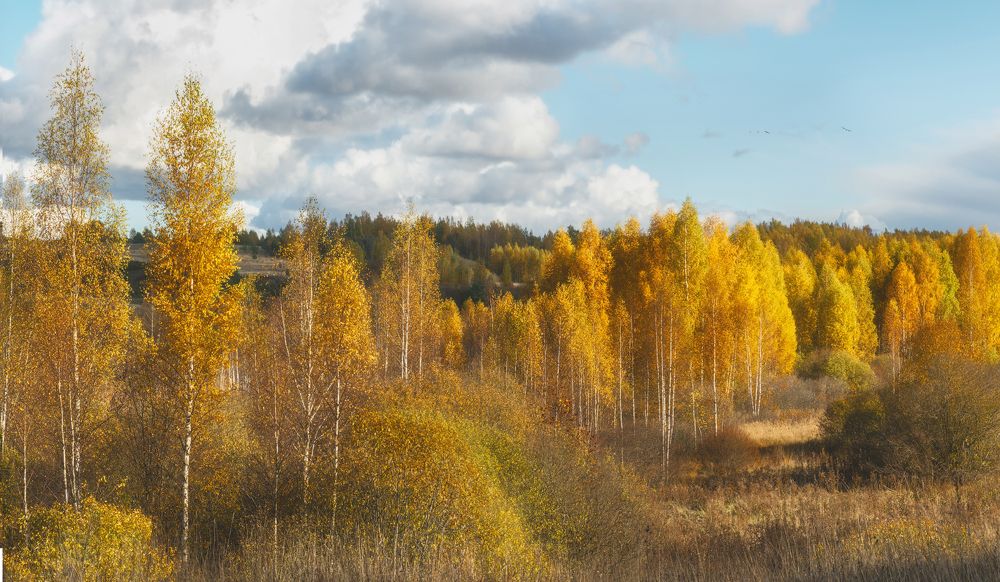 Фотография автора Майя Афзаал