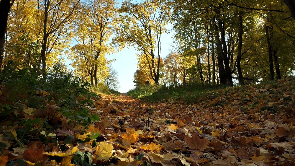 Фотография автора Ирина Черненко