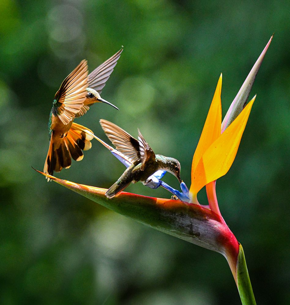 Photograph by Ricardo Ubico