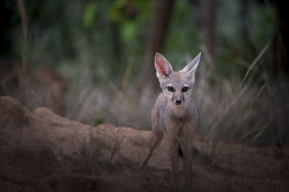 Bengal Fox