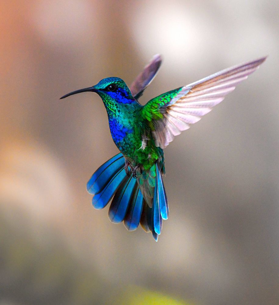 Photograph by Ricardo Ubico