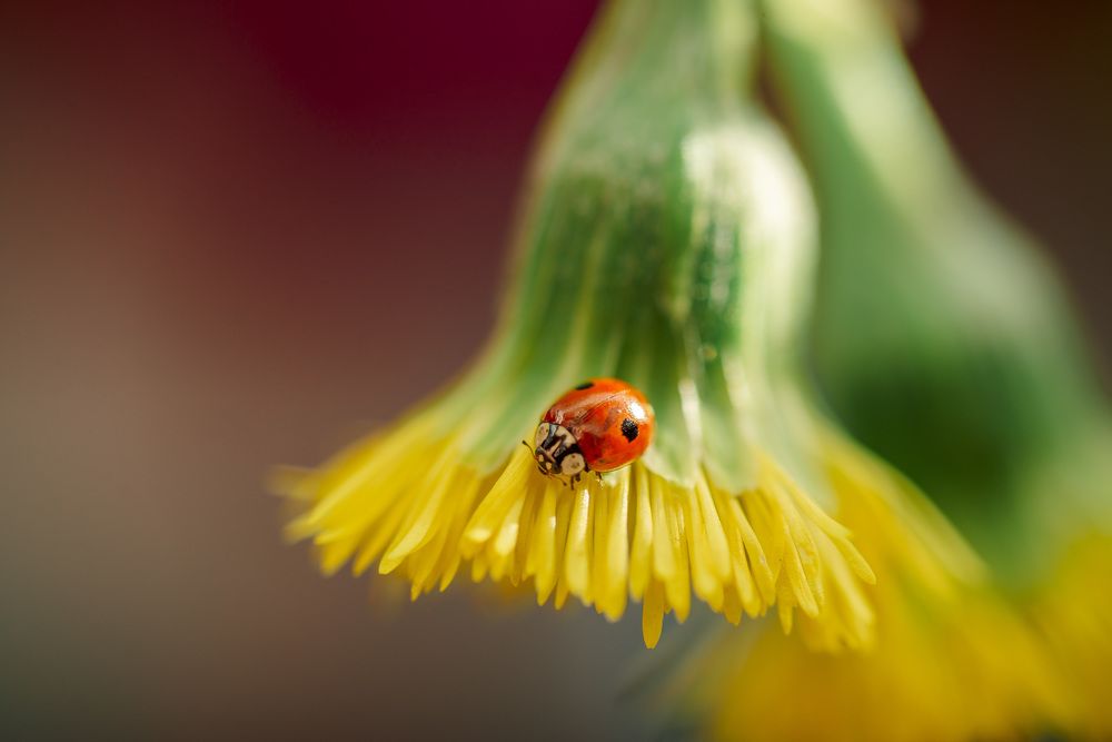 Photograph by Анна Бобкова