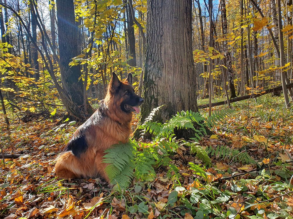 Фотография автора Надежда Лисицына