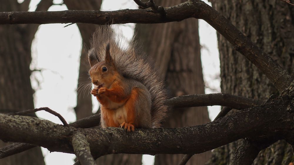 Photograph by Валентина Кваскова