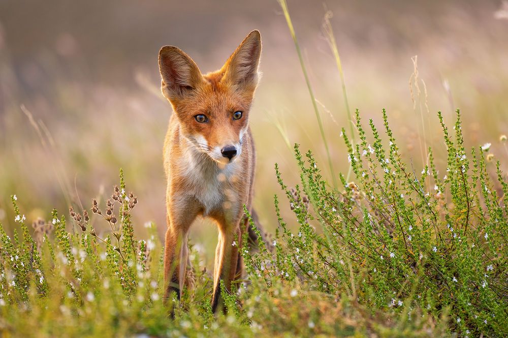 Photograph by Татьяна Жеребцова