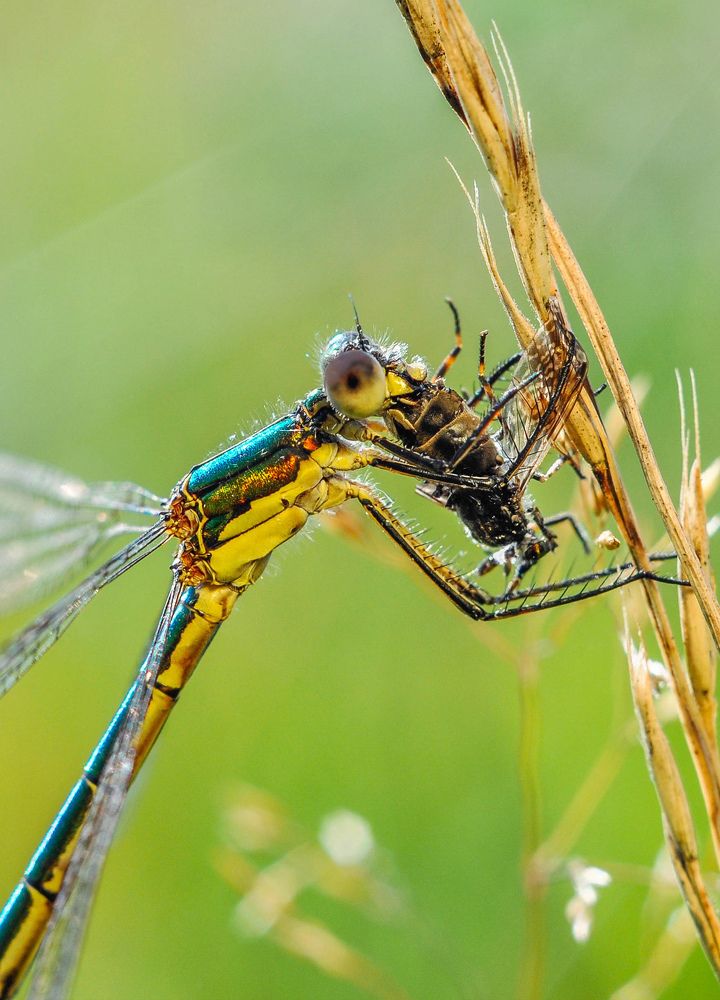 Photograph by Олеся zme